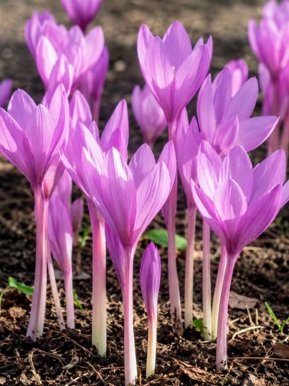 Colchicum giganteum