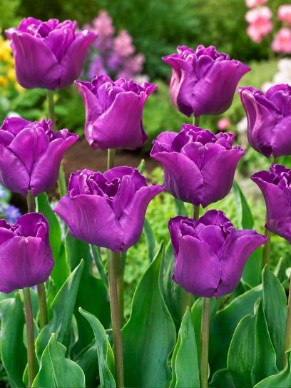 Tulipa "Crown of Negrita"