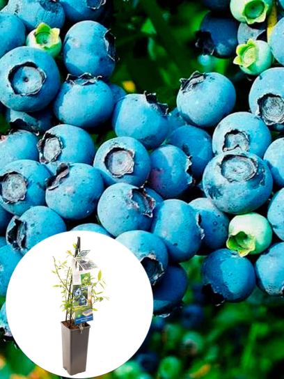 Blueberry "Bluecrop" container (P11)