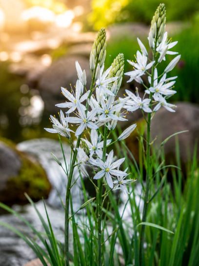 Camassia cusickii