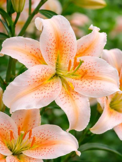 Lilium "Salmon Party"