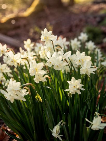 Narciso "Starlight Sensation"