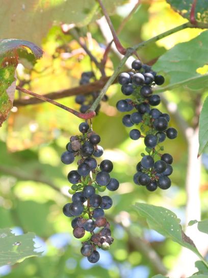 Grape "Coignetiae" container (C3)