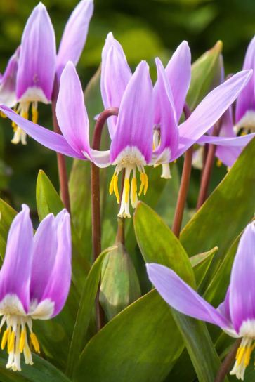 Erythronium dens-canis "Lilac Wonder"