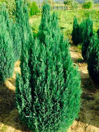 False Cypress "Ellwoodii" container (C4)