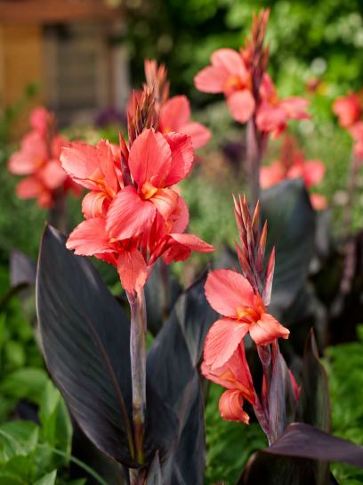Canna "Champion"