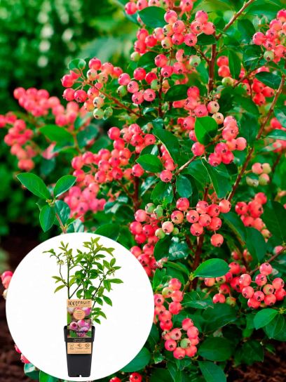 Vaccinium corymbosum "Pink Lemonade" pojemnik (Р15)