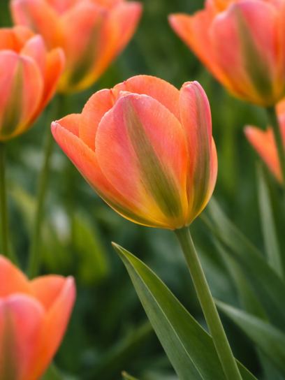 Tulip "Orange Marmelade"