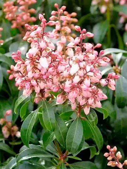 Pieris "Bonfire" contenitore (C2.3)