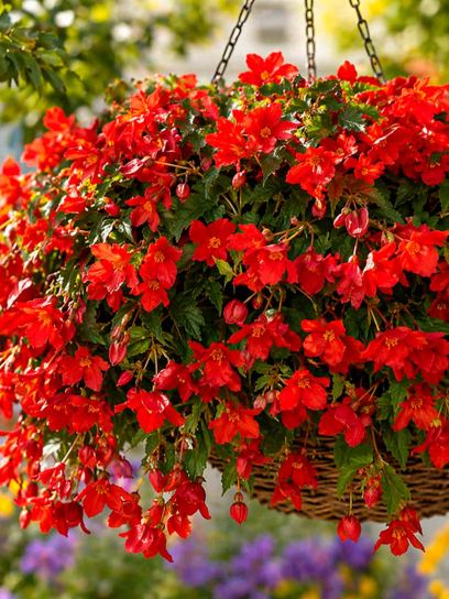 Begonia bertinii