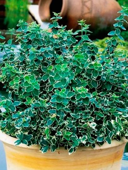 Trzmielina "Fortunei Radicans" pojemnik (P0.5)