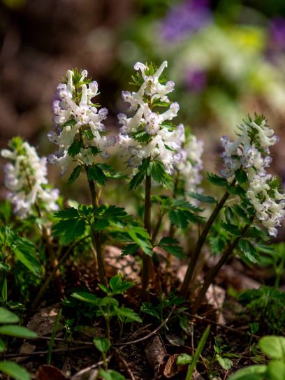 Corydalis solida "Merlin"