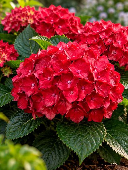 Hydrangea ‘Little Xs Red’ (Bigleaf)