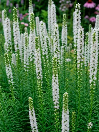 Liatris spicata "Floristan Weiss"