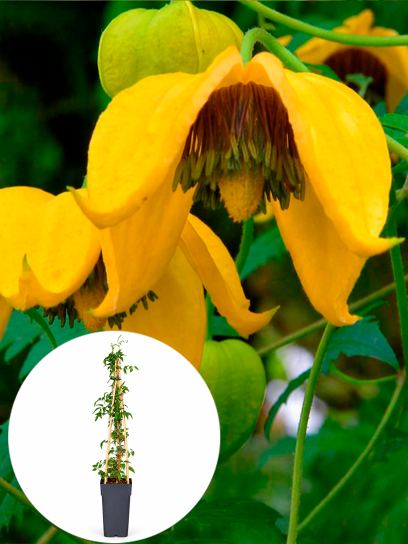 Clematis "Tangutica" container (P15)