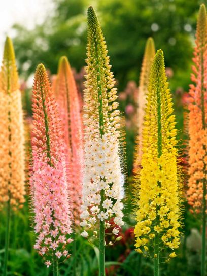 Eremurus "Ruiter Hybrids"