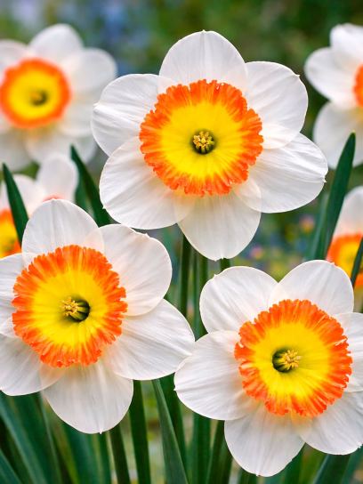 Narcissus "Roulette"