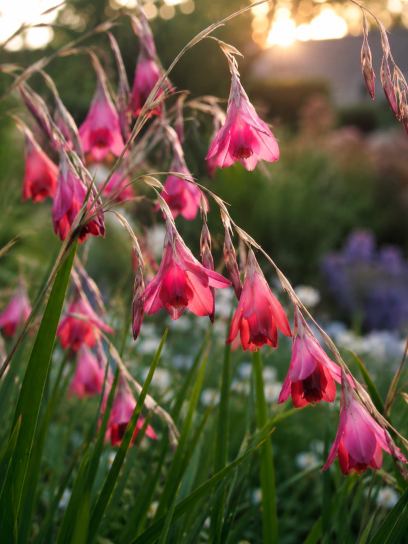 Dierama galpinii