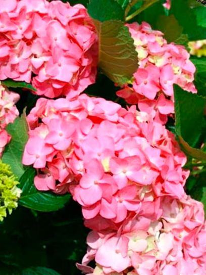 Hydrangea macrophylla EARLY PINK container (P9)