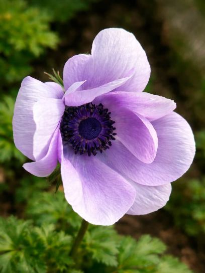 Anemone coronaria MISTRAL PLUS "Azzurro"
