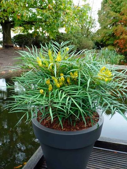Mahonia "Soft Caress" container (C3)
