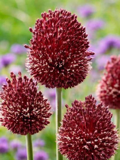Allium amethystinum "Red Mohican"
