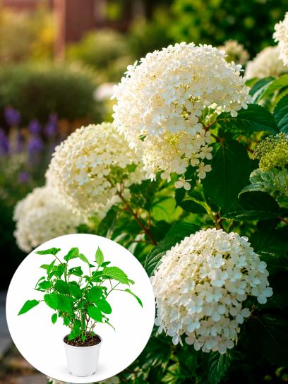 Hydrangea arborescens "Strong Annabelle" container (P19)