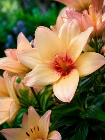Lilium "Easy Waltz"