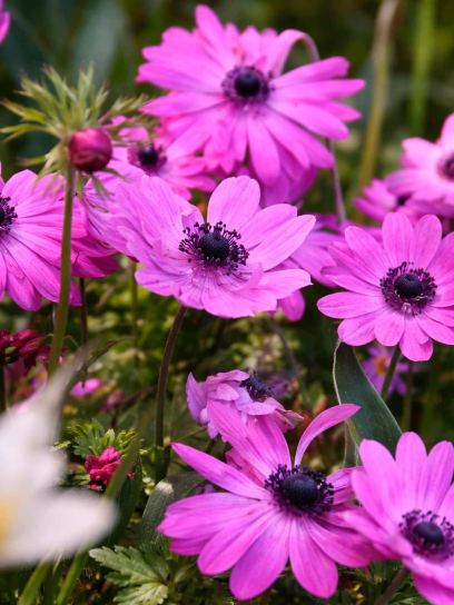 Anemone coronaria "Admiral"