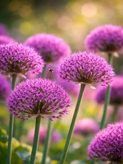 Allium "Violet Beauty"