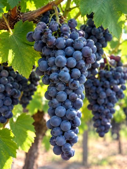 Grape ‘Nero’