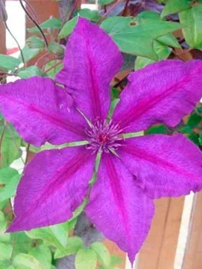 Clematis "Honora" container (C2)