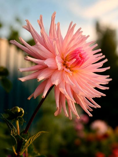 Dahlia "Preference"
