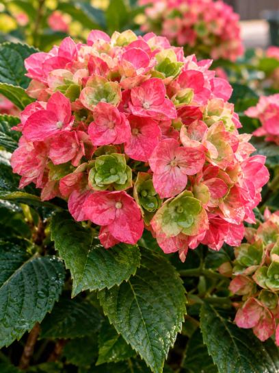 Hydrangea ‘Masja’ (Bigleaf)