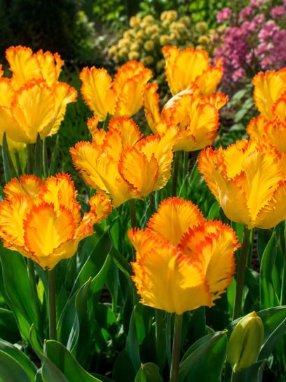 Tulipa "Caribbean Parrot"