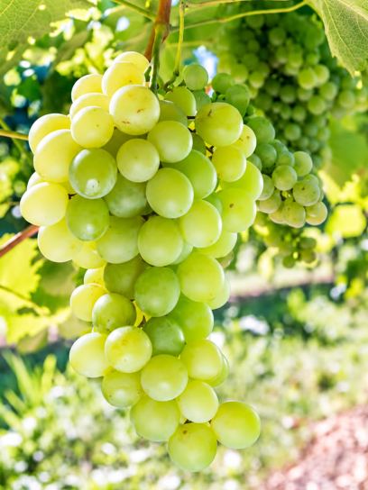 Grape "Himrod" container (C3)