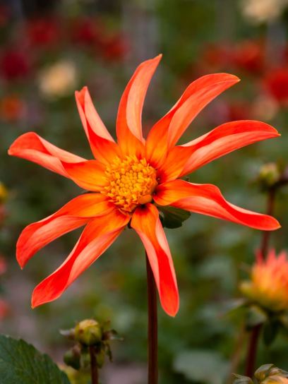 Dahlia "Honka Orange"