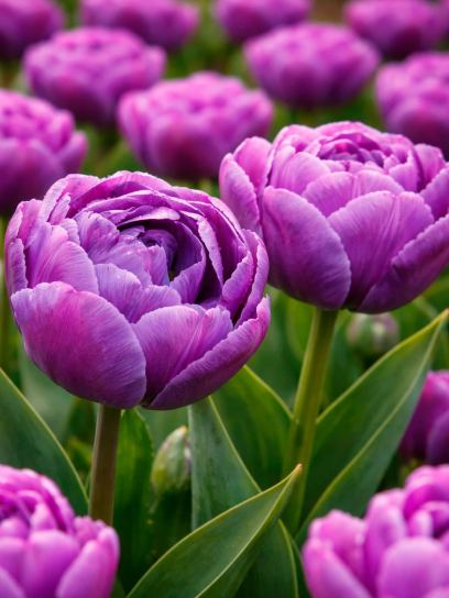 Tulipa "Blue Diamond"