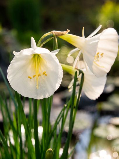 Narcissus "Spoirot"