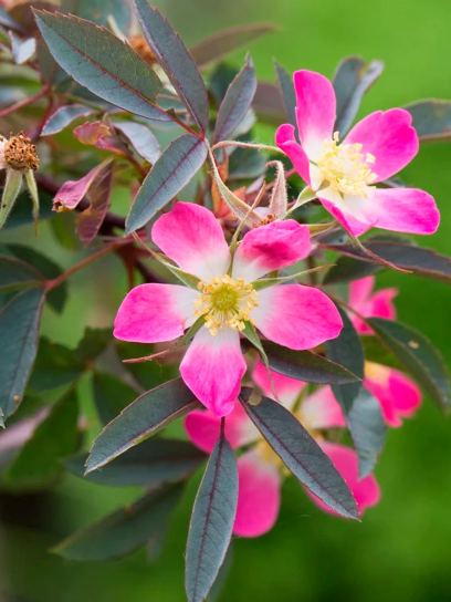 Rosa "Glauca" contenitore (C3)