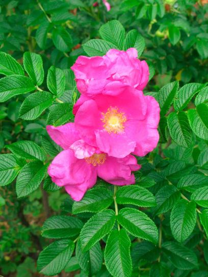 Rose "Rugosa" container (C3)