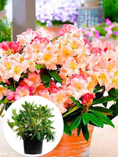 Rhododendron yakushimanum "Percy Wiseman" contenedor (Р 29)