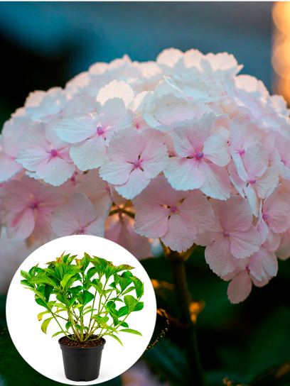 Hortensia macrophylla "Madame Emile Mouill_re" conteneur (P19)