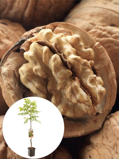 Walnut "Broadview" container (P24)