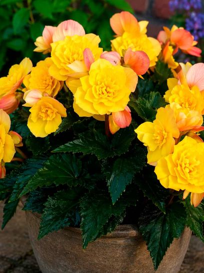 Begonia multiflora "Goldfinch"