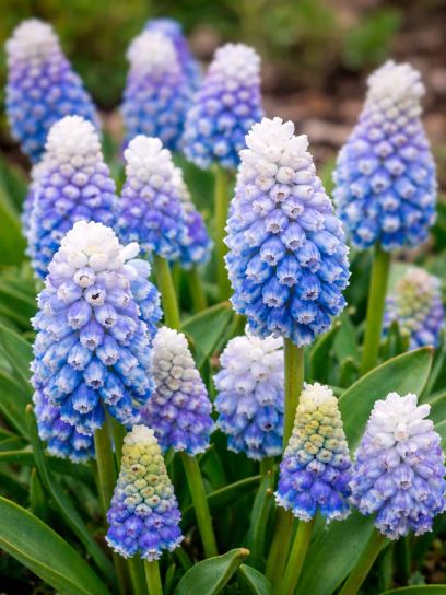Muscari "Mountain Lady"