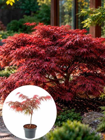 Japanese maple ‘Garnet’ container (P19)