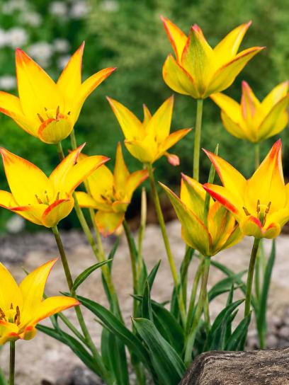 Tulipa orphanidea "Flava"