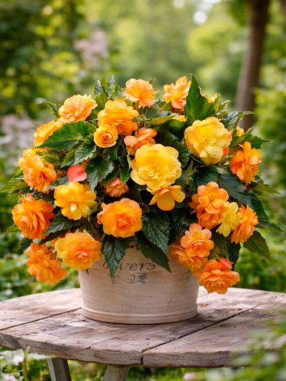 Begônia "Illumination Apricot Shade"