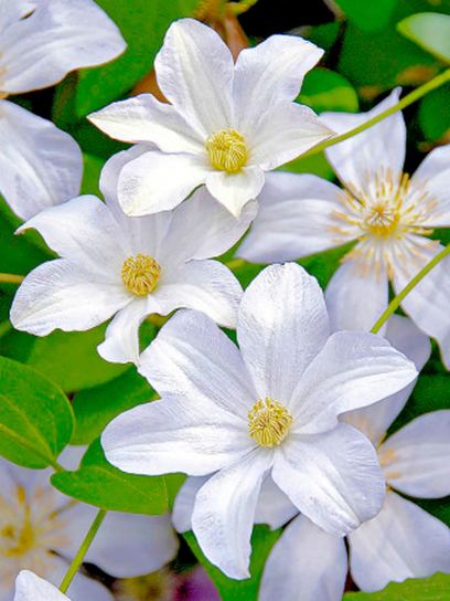 Clematis "Huldine" container (C2)